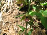 Širokolistna močvirnica (Epipactis helleborine)