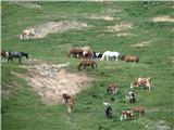 Na Zelenici se pase kar številna čreda goveje živine, vmes so tudi konji.