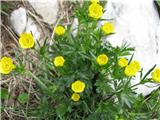 Koroška zlatica (Ranunculus carinthiacus)