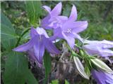 Širokolistna zvončica (Campanula latifolia)