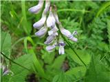 Gozdna grašica (Vicia sylvatica)