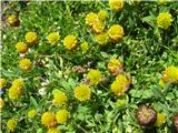 Kostanjevorjava detelja (Trifolium badium)