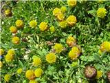 Trifolium badium