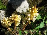 Rumenkastobeli pojalnik (Orobanche flava)