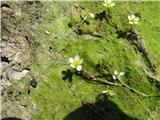 Lasastolistna vodna zlatica (Ranunculus trichophyllus)