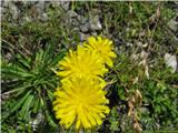 Predalpski dimek (Crepis alpestris)