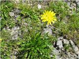 Predalpski dimek (Crepis alpestris)