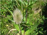 Dipsacus fullonum