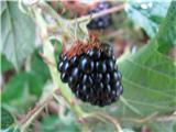 Rubus fruticosus