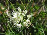 Allium ericetorum