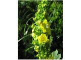 Bil je samo ta lučnik.-Avstrijski ali črni vsekakar ni , ker je cvetje popolnoma rumeno. Je drobnocvetni lučnik -Verbascum thapsus-črnobinovke-Scrophulariaceae.