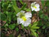 Alpska mastnica.