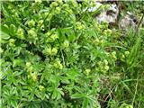 Alpska plahtica (Alchemilla alpina)