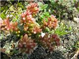 Planinska homulica-Sedum alpestre-tolstičevke.