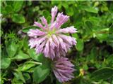 Trifolium pratense