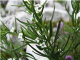Pirenejska lanika (Thesium pyrenaicum ssp. pyrenaicum)