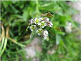 Navadni plešec (Capsella bursa-pastoris)