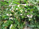 Capsella bursa-pastoris