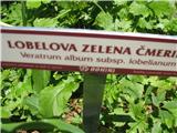 Lobelova zelena čmerika.
