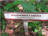 Škrlatnordeča zajčica.