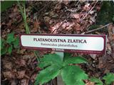 Platanolistna zlatica.