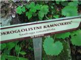Okroglolistni kamnokreč.