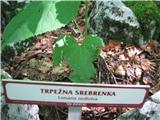 Trpežna srebrenka.
