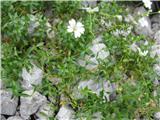 Širokolistna smiljka-Cerastium latifolium-Begunjščica-07.09.2013