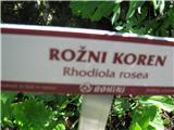 Rožni koren.