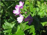 Predalpski vrbovec (Epilobium alpestre)