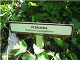 Vetrovka ali talin.