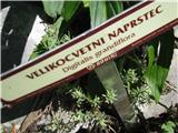Velikocvetni naprstec.