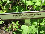 Potočna sretena.