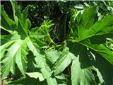 Pollinijev dežen (Heracleum pollinianum)