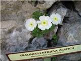 Traufellnerjeva zlatica.