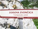 Zoisova zvončica.