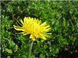Cvet dimka-Crepis bocconi.