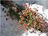 Saxifraga sedoides