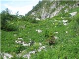 Tu nad botanično potjo rastejo in trenutno cvetijo košutniki.