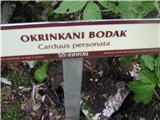 Okrinkani bodak.