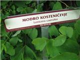 Modro kosteničevje.Cvetov ni bilo videti-so pa belkasti do belkastorumi,jagode so črne-oziroma modročrne,dve zrasli skupaj, cvetovi sodvospolni.