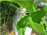 Navadni čepnjek (Streptopus amplexifolius)