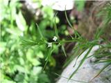 Alpska lanika (Thesium alpinum)