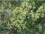 Mali talin (Thalictrum minus)
