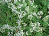 Navadna lakota-Galium mollugo.