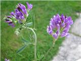 Lucerna (Medicago sativa)