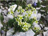 Podvrsta izbrazdanega kamnokreča je muškatni kamnokreč-Saxifraga exarata moschata.Imamo še tretjega temnopurpurni ali črnoškrlatni kamnokreč, ki je endemit Krnskega pogorja in ga še nisem videl.