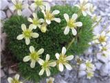 Ugotovil sem , da gre za kamnokreč, ki ne raste pri nas. Najden je bil lani na Montažu-Saxifraga exarata subsp. pseudoexarata-torej je to podvrsta muškatnega.Prepoznali naj bi ga venčnih listih.