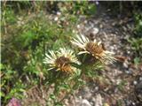 Carlina vulgaris