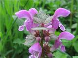 Lamium maculatum